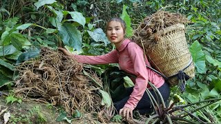 Harvesting earthen ginseng root, natural medicinal plants bring to the market to sell_chuc thi Duong