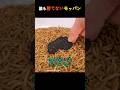 世界一辛いお菓子を虫に食べさせてみる