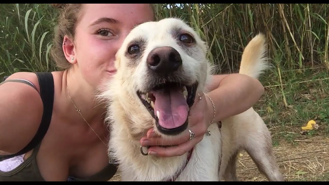 AEZA Dog Shelter, Portugal - YouTube