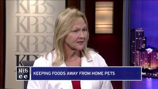 Tips On Finding The Right Pets For Your Family