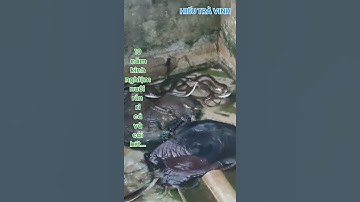 22/5/2025 || Cho rắn ri cá ăn mồi _ Hiếu Trà Vinh 0399809324