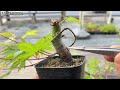 実生山もみじの回し接ぎ素材を手入れ【YMJ】 #盆栽 #bonsai