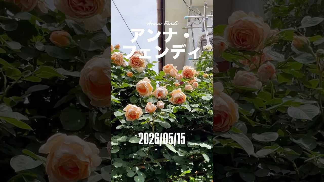 Anna Fendi - May 15, 2026. Barni shrub rose. Italian rose. Medium