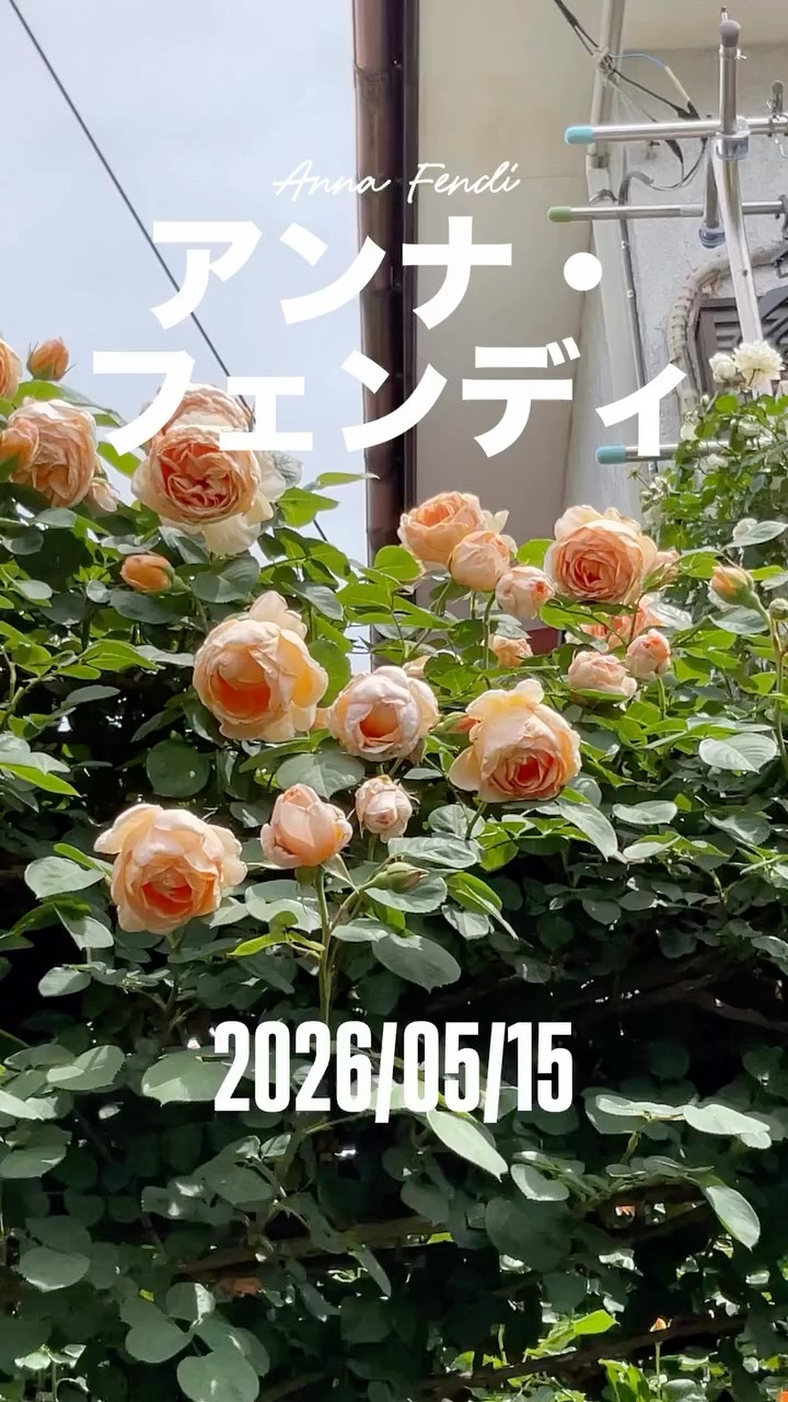 Anna Fendi - May 15, 2026. Barni shrub rose. Italian rose. Medium