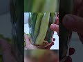 Crunchy Dill Pickles 🥒 #youtubeshort