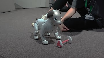 Sony AIBO smart dog at IFA2018 - AIBO take the bone