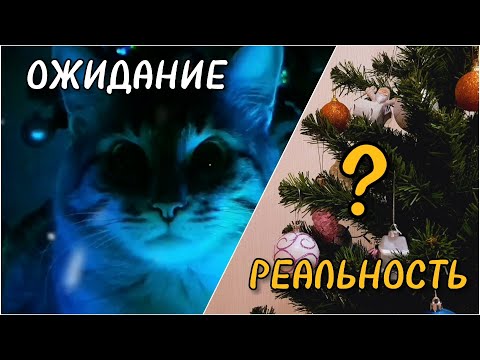 Кот и ёлка: Ожидание и реальность