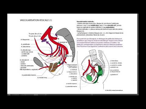 Vidéo: Anatomie, Fonction Et Diagramme De L'artère D'obturateur - Cartes Corporelles