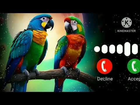 New Message Ringtone Notifications Ringtone Sms Ringtone Love Ringtone 