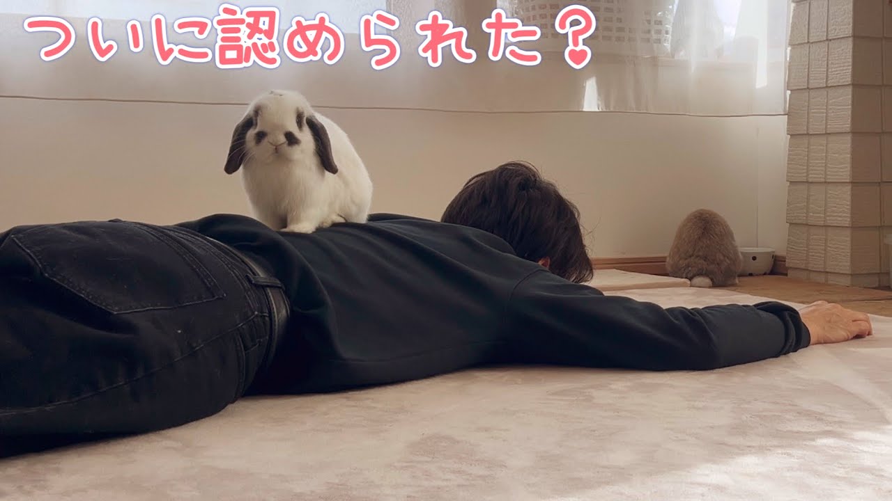 懐かないうさぎ達に、ついに認められた日#388 