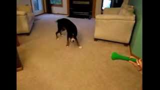 Scared dog poops inside home