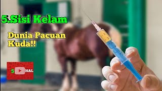 5.Sisi Kelam Dunia Pacuan Kuda!! Yang Jarang DiKetahui Orang