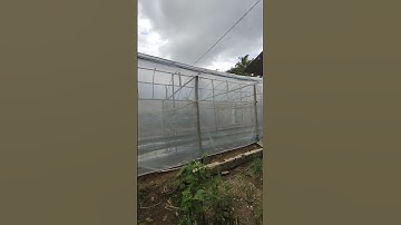 Thumbnail of proses pembuatan Greenhouse bambu #shorts