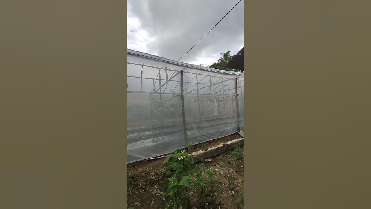 proses pembuatan Greenhouse bambu #shorts