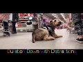 Providence/Bakersfield Dog Trainers| Beazley Amazing Obedience | Best Airedale Trainers in RI Providence/Bakersfield Dog Trainers| Beazley Amazing Obedience | Best Airedale Trainers in RI
