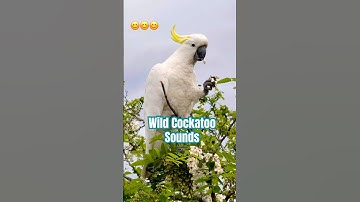 Cockatoo Bird Sound in the Wild