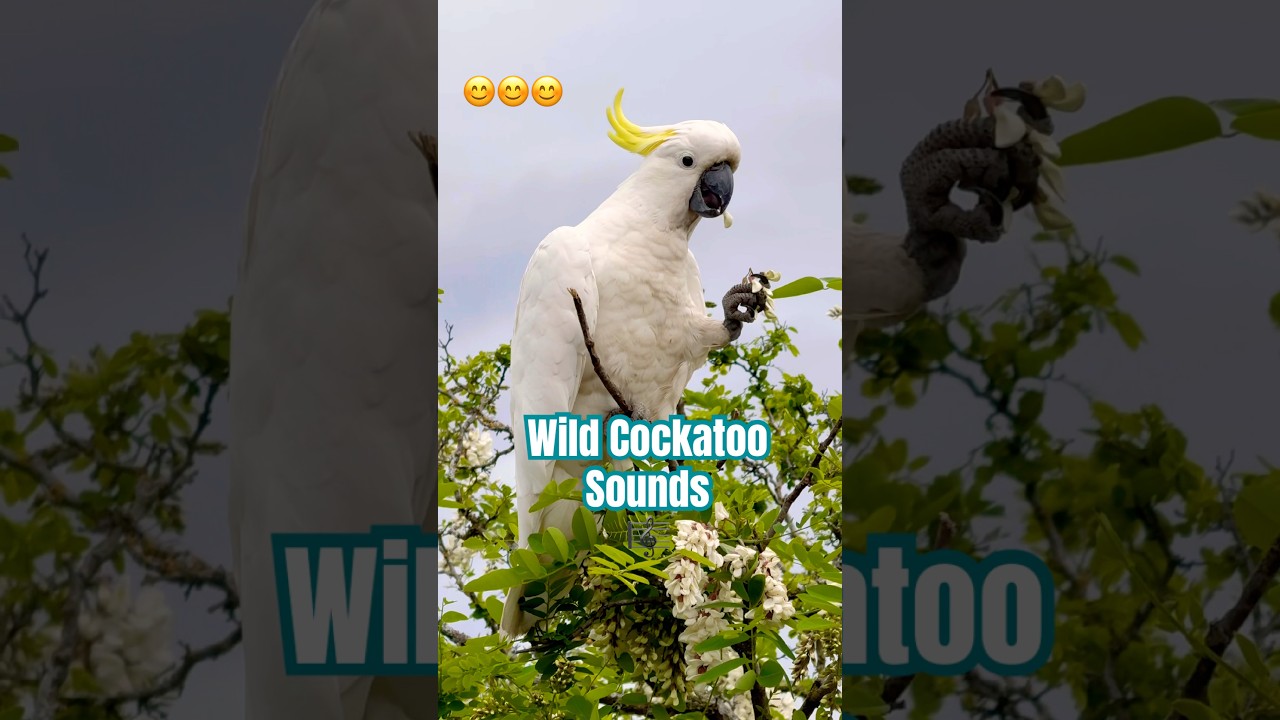 Cockatoo Bird Sound in the Wild