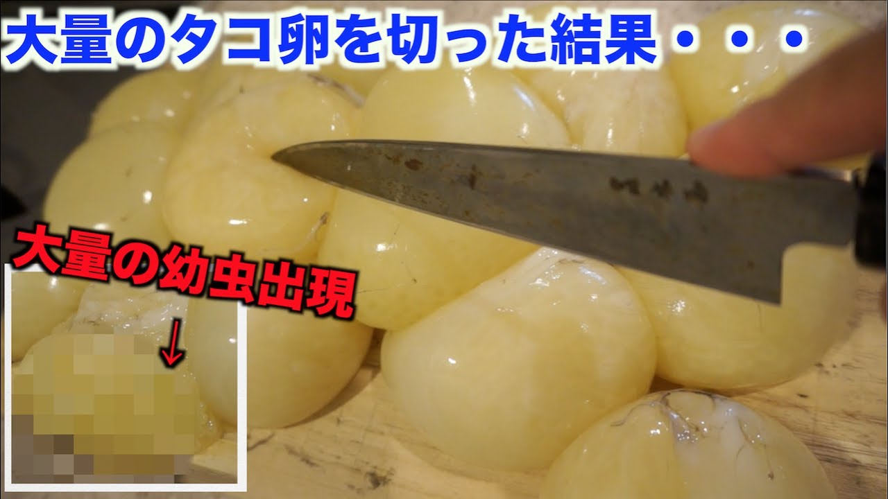 大量のタコの卵切ったら幼虫がブリブリでてきたぁぁぁ Youtube