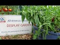 10 garden vegetable profiles for easy to grow earth  container plants all america selections