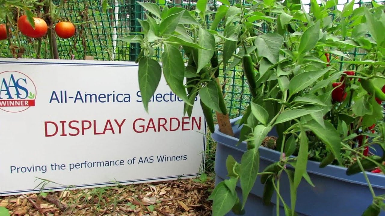 10 Garden Vegetable Profiles for Easy to Grow Earth & Container Plants