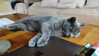π°οΈ2secπAdorable Cat Falling asleep in just 2 sec | Shortest Video On YouTube Part 2