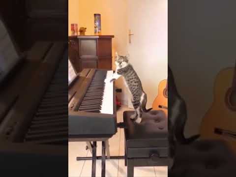 Funny cats moments #shorts