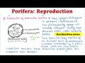 Porifera | Reproduction | Asexual | Sexual