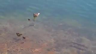 PIKE Attack baby duckling and mama duck tries to attack pike