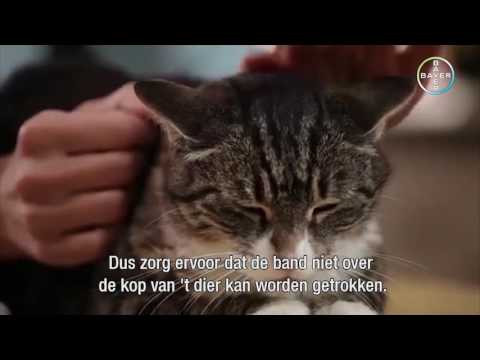 Video: Hoe Een Halsband Om Uw Kat Doen?