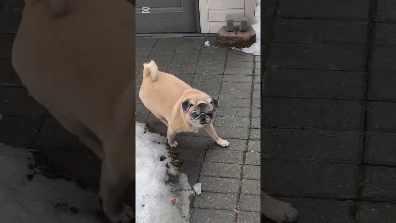 The Last Backyard Snow Video???