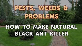 How to Make Natural Black Ant Killer