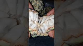 custard apple (Annona reticulata), also called sugar apple #shortsvideo #trending