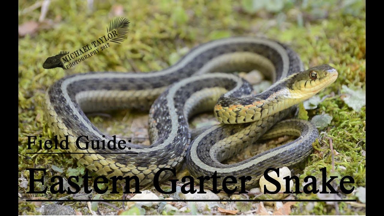 amphibians nedir Field Guide: Eastern Garter Snake