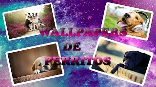 wallpapers de perritos by mica y osi parte 1 screenshot 2