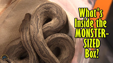 Unboxing Two Big Animal Deliveries! Part 2: Incredible Indo Tree Boas, MASSIVE Chubby Frogs, & More!