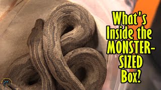 Unboxing Two Big Animal Deliveries! Part 2: Incredible Indo Tree Boas, MASSIVE Chubby Frogs, & More! Net Worth