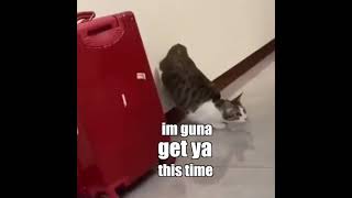 fuck you #shorts #meme