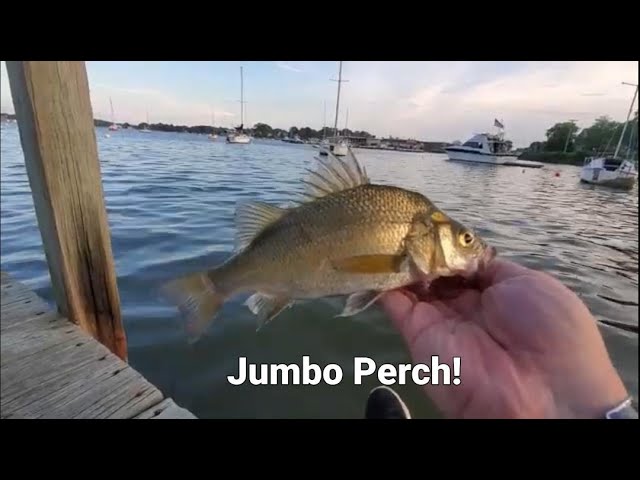 How to Punish White Perch in the Chesapeake Bay #whiteperch  #Chesapeakfishing #fishing 