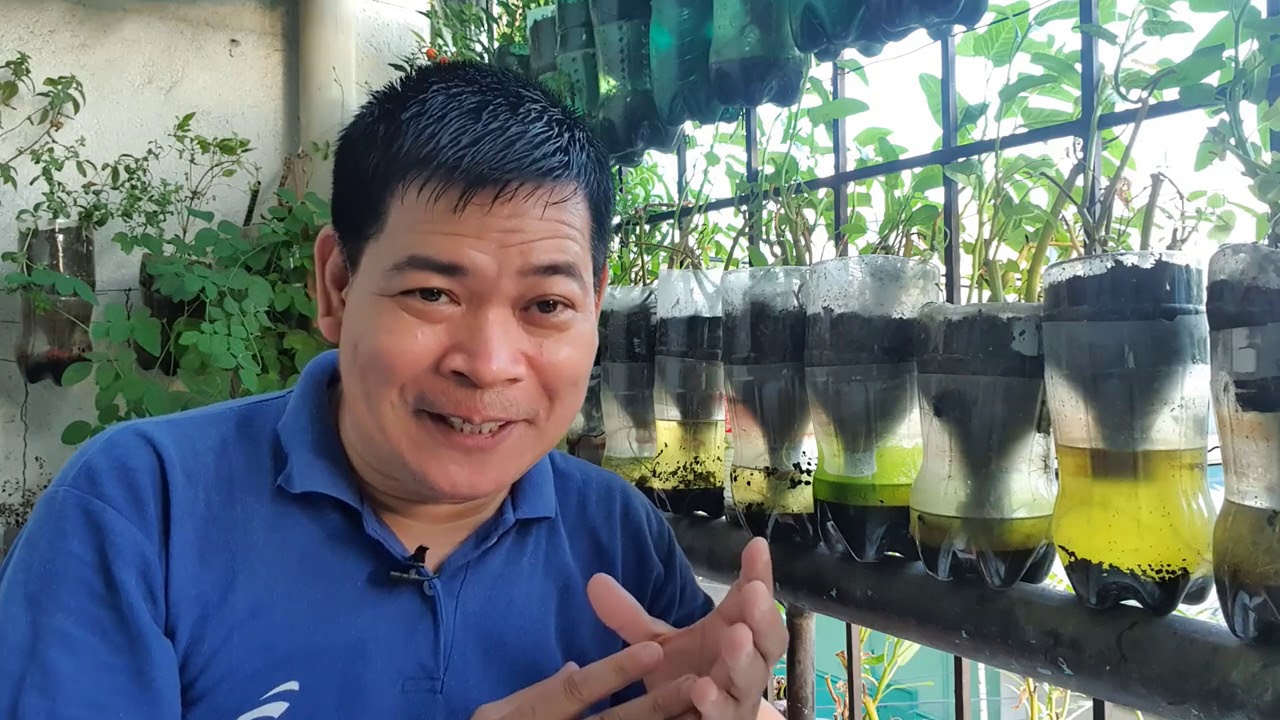 11 MOSQUITO REPELLANT PLANTS NA MAARING ITANIM SA ATING HARDIN (with ENG subs)