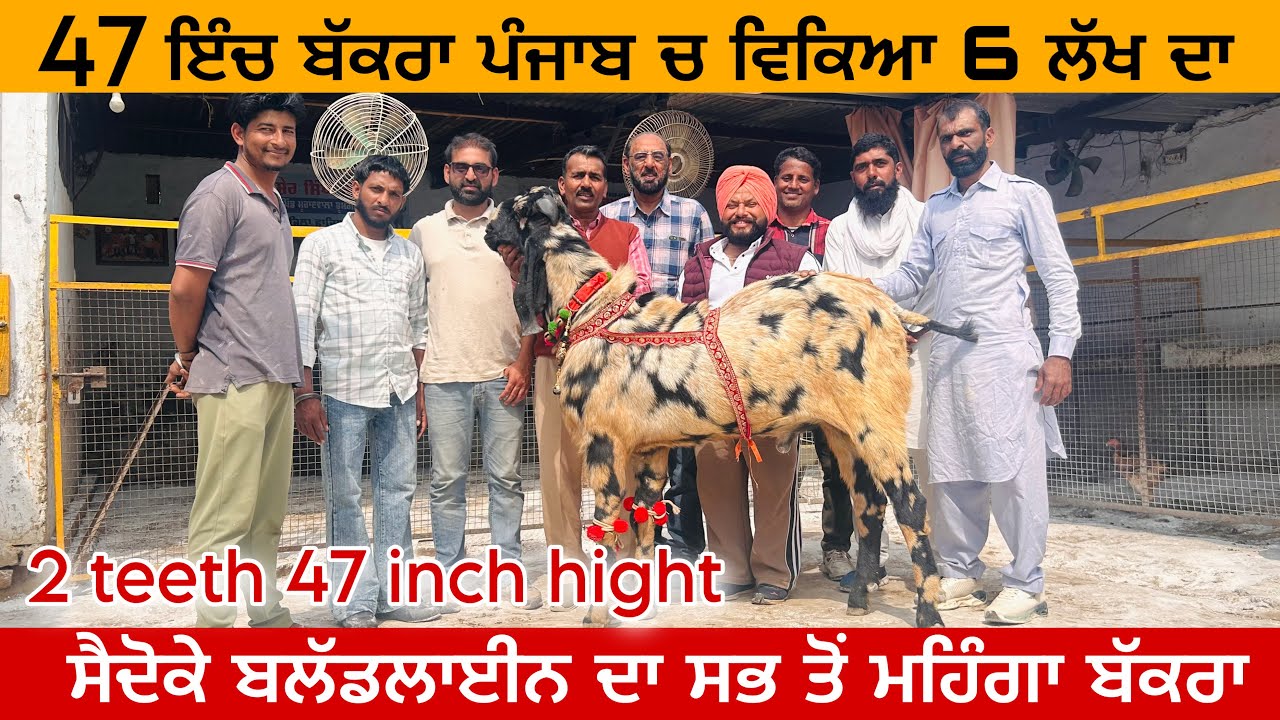 ਪੰਮਾ ਸੈਦੋਕੇ ਲਾਈਨ ਦਾ ਬੱਕਰਾ ਵਿੱਕਿਆ ਪੰਜਾਬ ਚ 6 ਲੱਖ ਦਾ ।ਕੀ ਖ਼ਾਸ ਸੀ ਇਸ ਬੱਕਰੇ ਚ ਸੁਣੋ ਸ਼ੇਰਾ ਮੁਰਾਦਵਾਲਾ ਤੋਂ