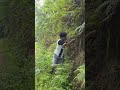 animals that are being saved #vidioshort #nature