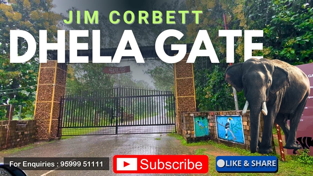 Dhela Gate Jim Corbett in Monsoon | Lush Green Jungle | Dhela Gate Condition + Drive in the Rain