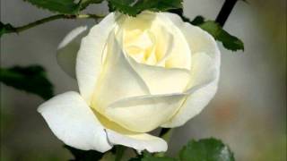 Hakan Yeşilyurt Acıya Gülmek - - Sana Olan Sevdamdandır Bilesin.