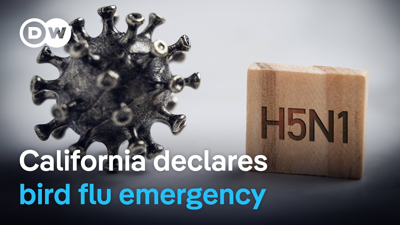 US reports first severe case of bird flu in a person | DW News