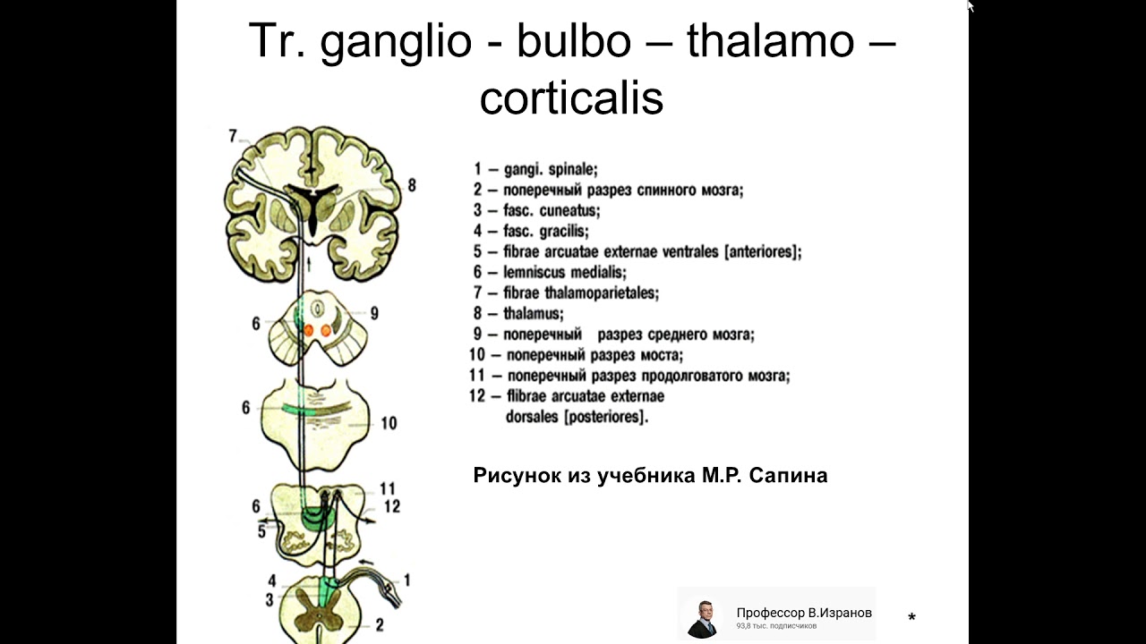 Пучок голля и бурдаха схема
