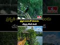ప్రకృతి అందాలతో కనువిందు చేస్తున్న లోటస్ పాండ్ | Lotus Pond,Hyderabad | hmtv