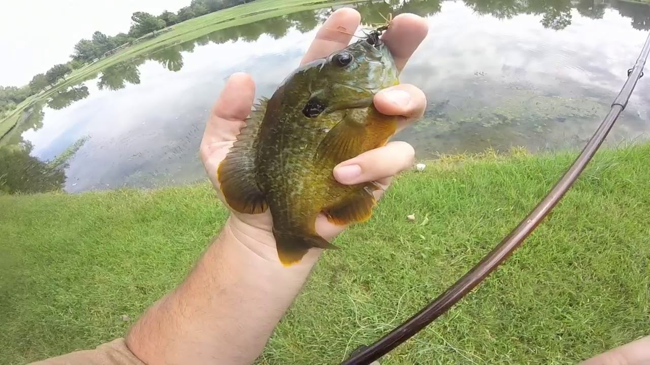 fly fishing for summer panfish 