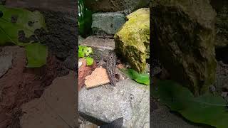 Limax Maximus,,,Big Naked Snails,,,Nagy Meztelen Csigák,,,