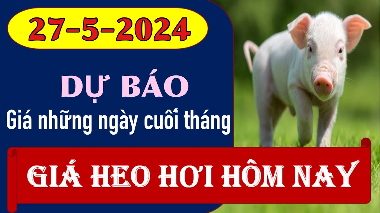 Giá heo hơi hôm nay 27/5/2024 - Dự báo những ngày cuối tháng 5 - YouTube