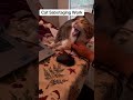 Cats prevent people from working #catsoftiktok #funny #fyp #tiktok #cute